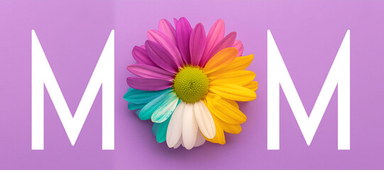 I Love Mom, Happy mothers Day. Colorful Daisy with MOM text on lilac Background  for Celebrations like Valentine's Day and Mother's Day	