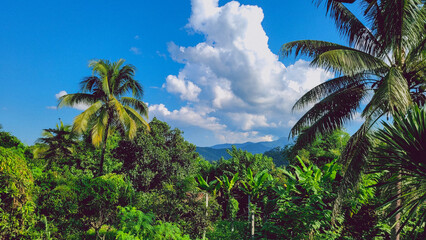 palm trees and blue sky. Colorful tropical landscape with Mountain View. 