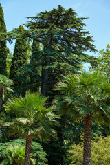 Luxurious large Lebanese cedar tree  (Cedrus libani or Lebanon Cedar) with Chinese windmill palm...