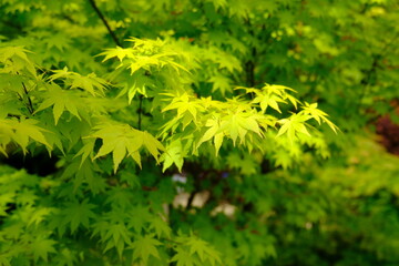 grass in the forest