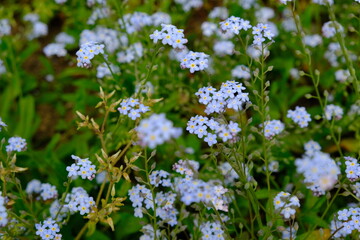 forget me not flower