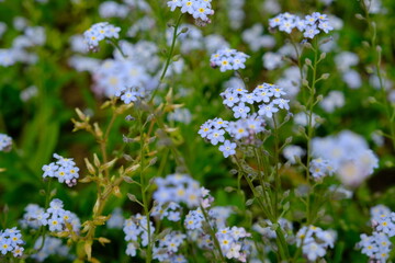 forget me not flowers