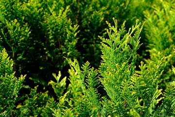 green grass background