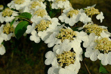 white flowers in spring