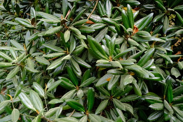 Fototapeta premium close up of a plant