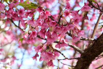 Spring blooming a small tree Taiwan cherry, Formosan cherry, or bellflower cherry (lat.- Prunus campanulata)