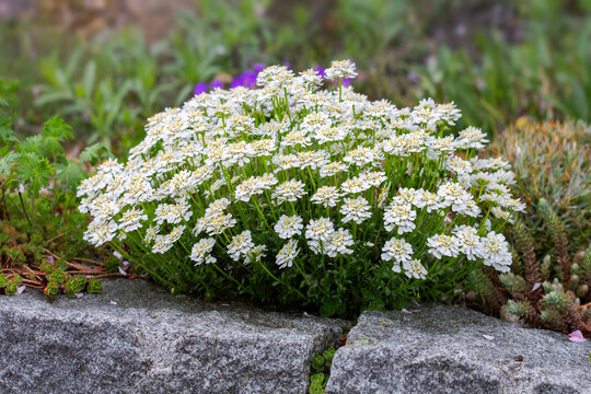 Immergr&uuml;ne Schleifenblume ( Iberis sempervirens) an Steinmauer