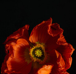 macro orange-red poppy on a black square background. Low key photo. Extreme flower close-up. color...