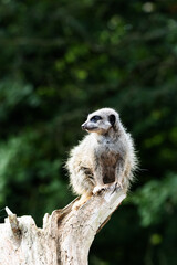 a single Slender tailed meerkat (Suricata suricatta) standing guard on a tree stump isolated on a...