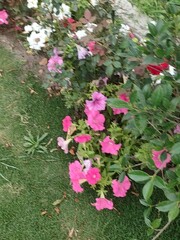 plant and flowers , flowers in the garden , greenery