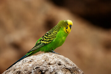 a single yellow and green Budgerigar (Melopsittacus undulatus) isolated on a natural desert...