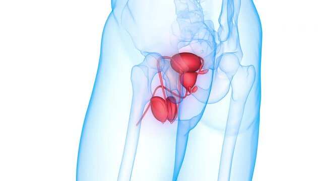 Male Reproductive System Anatomy Animation Concept