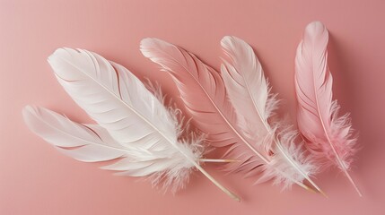 Delicate feather composition in pastel shades, perfect for sophisticated decor, against a blush pink background