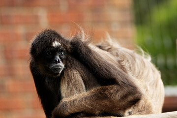 Brown spider monkey (Ateles hybridus) resting with a red brick wall in the background - Powered by Adobe