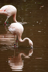 Chilean Flamingo (Phoenicopterus chilensis) feeding in shallow water