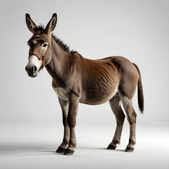Fototapeta premium donkey in a background