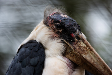 close up of a Marabou stork (Leptoptilos crumenifer)  isolated on a natural green background
