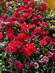 Dianthus caryophyllus carnation flowers red pink blossom ornamental plant 