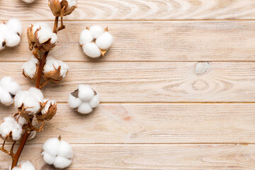 Autumn Floral composition. Dried white fluffy cotton flower branch top view on colored table with copy space