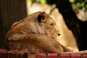 close up of a single female African Lion (Panthera leo leo) resting isolated on a natural ...