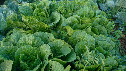A bed of young Beijing (Chinese) cabbage with green leaves