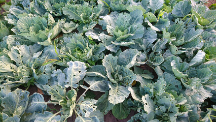 White cabbage with leaves damaged by pests