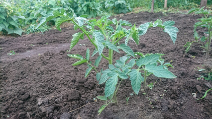 Tomato seedlings in open ground