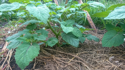 Physalis peruvian bush, a plant with a green leaf on it and a few other plants on the ground