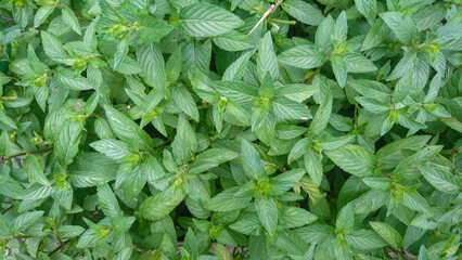 Mint or lemon balm with green leaves