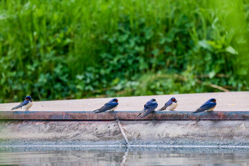 swallows standing on the ground on the edge of a water