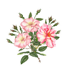 Watercolor flowers. Hand drawn wild rose flower, leaves on white background.