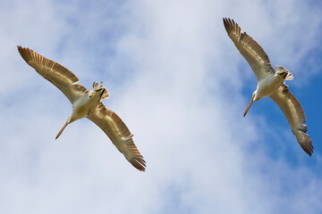 pair of pelicans in flight in the sky migrating towards the Danube delta.