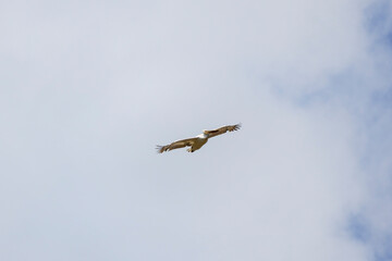 pelican in flight in the sky migrating towards the Danube delta.