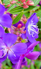Beautiful purple Tibouchina flowers in the garden at autumn.