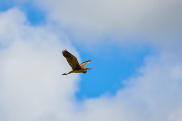 Image of a flying purple heron in the sky.