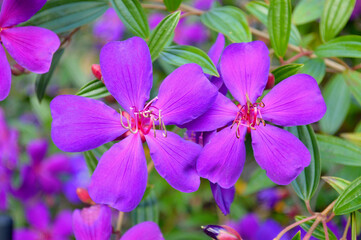 Obraz premium Beautiful purple Tibouchina flowers in the garden at autumn.
