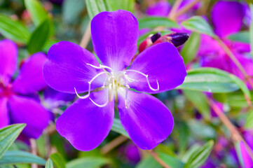 Beautiful purple Tibouchina flowers in the garden at autumn.