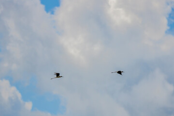 Black winged stilt (Himantopus himantopus) captured while in flight