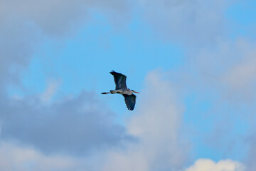 Grey heron in flight (Ardea cinerea)