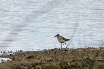Wood sandpiper (Tringa glareola) by the water edge