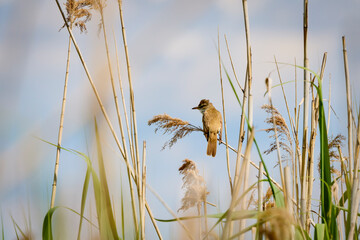 an Acrocephalus scirpaceus standing on the thread of a reed