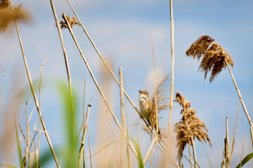 Fototapeta premium an Acrocephalus scirpaceus standing on the thread of a reed