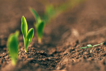 Closeup of corn seedling and weed in field