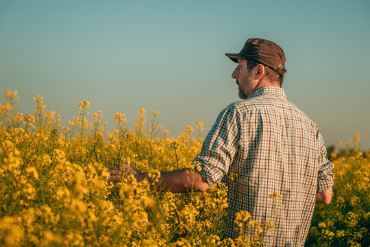 Portrait of farmer agronomist in blooming rapeseed field