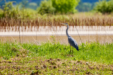 Grey heron standing in a swamp