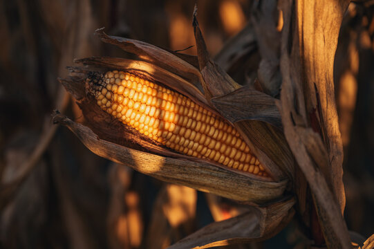 Ripe and harvest ready ear of corn with yellow seed kernels light by warm summer sun in golden hour