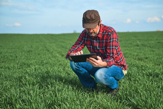 Smart farming, farm worker using digital table in cultivated wheat field