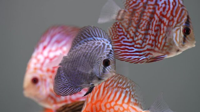 View of discus fish swimming in aquarium. Tropical fishes. Beautiful backgrounds. 