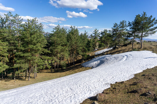 Coniferous forest and strip of snow on the hill near Tejisi willage. Bright blue sky and clouds