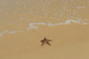 Starfish in the sand